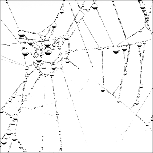 The Web