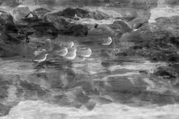 The Flock 2