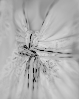 The Knot