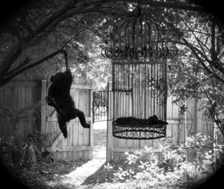 Bird Thief