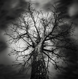 Without leaves