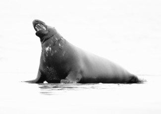 The Yawn