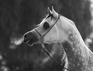 The Grey