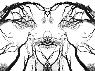 Mirror tree