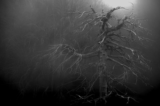 Mystic tree