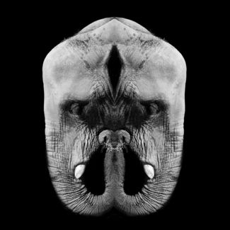 elefante 