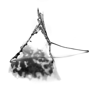 Leaf Study #6