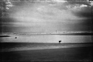 Beach Dogs