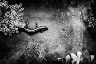 Five-Lined Skink