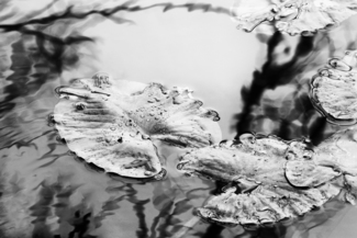 Lily Pads