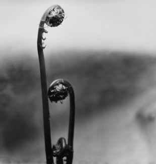 fiddleheads