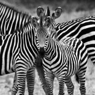 zebras