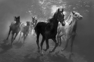 The Herd