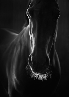 Black Horse