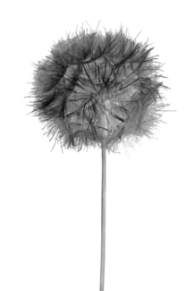 Dandelion (2)