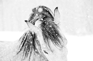 Snow Dance