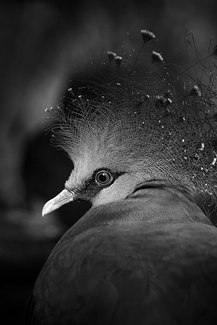 Untitled 5