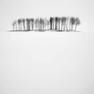 Birches in Snow
