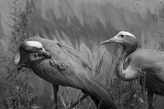 Blue Cranes