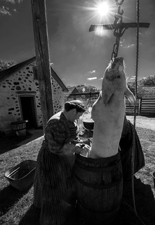 Shaving the hog.