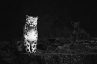 the mother