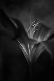 Lily (1)