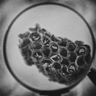 Wasp Nest