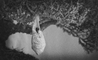 Cocoon
