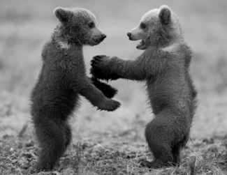 Let's play.