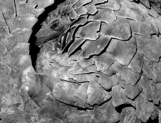 Pangolin 