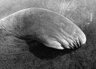 Elephant seal flipper