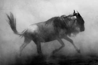 Wildebeest