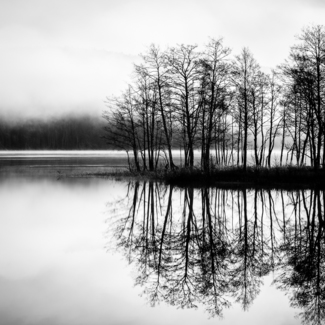 Morning Mist