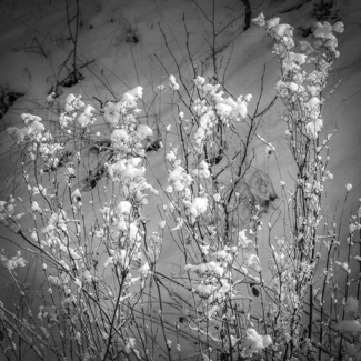 Snow Flowers