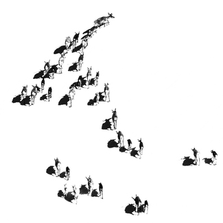 Reindeers