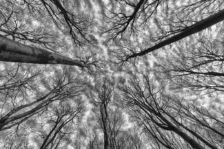 Beeches