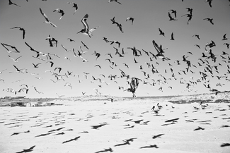 Come Fly With Me. 