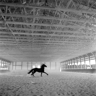 Friesian