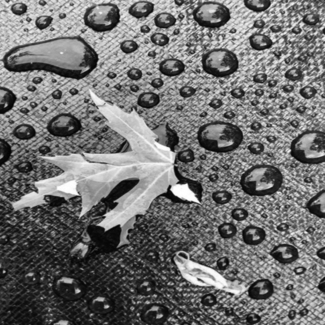 Abstract Leaf