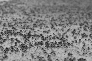 Crab Crowd