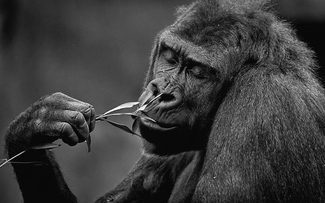 Gentle Giant