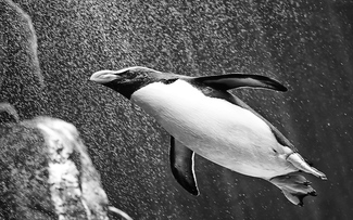 Playful Penguin
