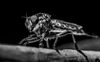 Fly