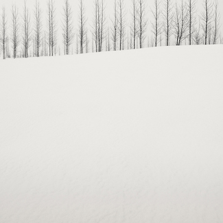 two rows of trees
