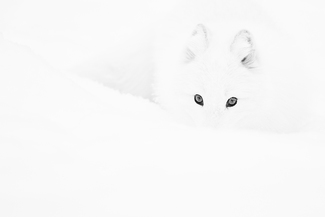 Arctic Eyes