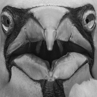Gannet Alien