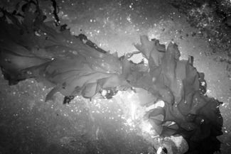 Kelp Galaxy