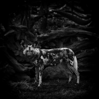 Wild Dog