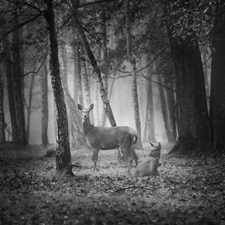 Deer
