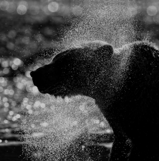 Bear Spray